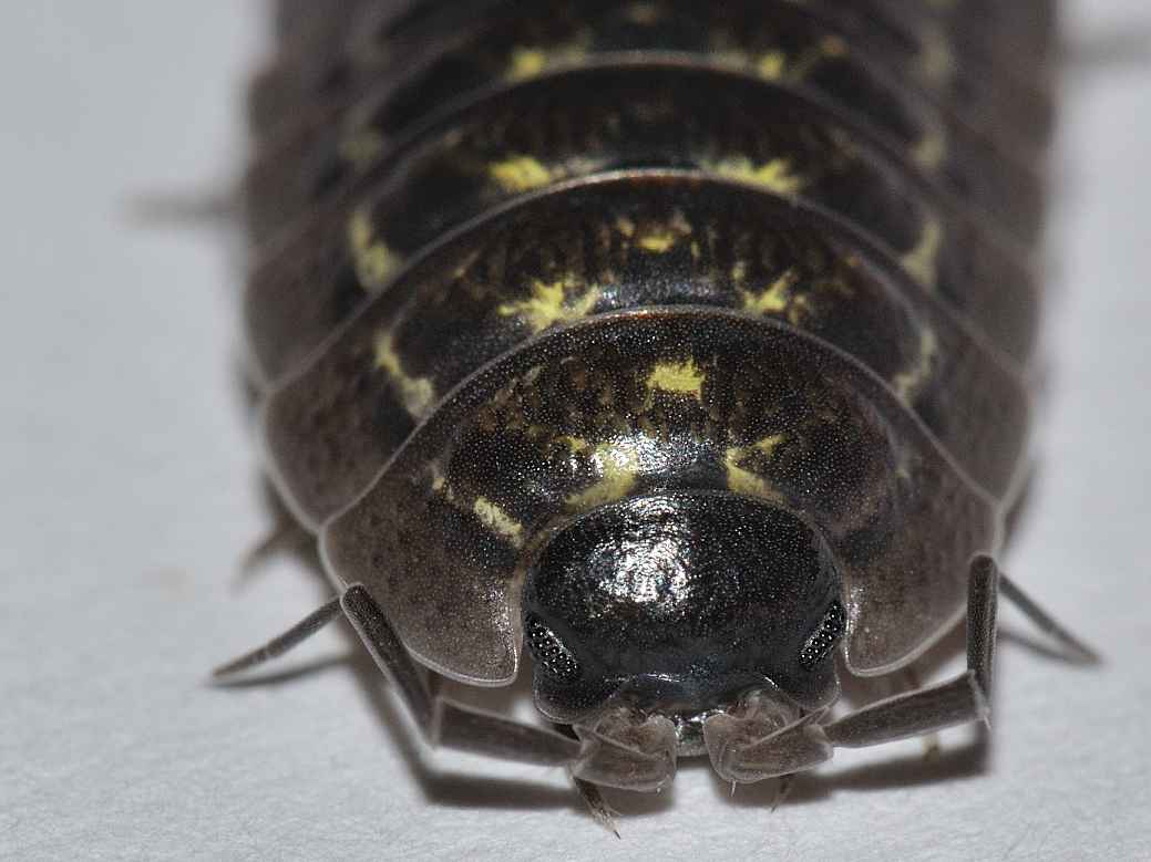 Porcellionidae - Porcellio pumicatus